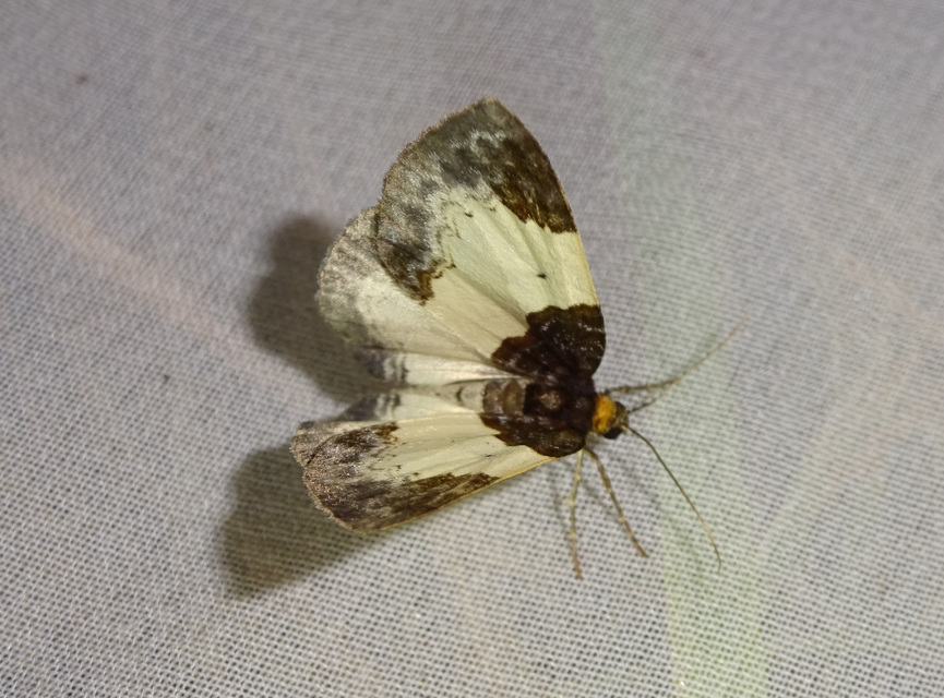 Mesoleuca albicillata - tarka fűzfaaraszoló