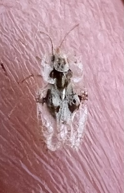 Corythucha arcuata - tölgy-csipkéspoloska