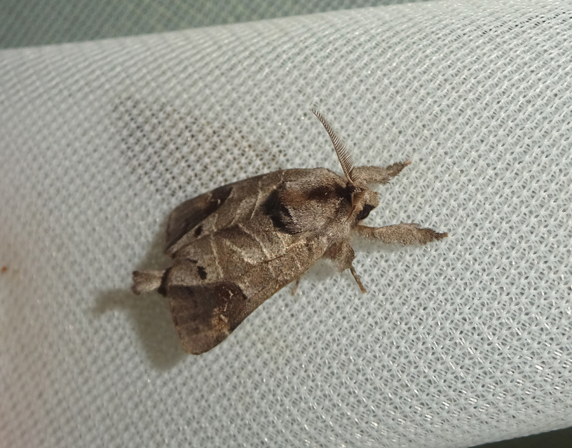 Clostera anachoreta - tarka levélszövő
