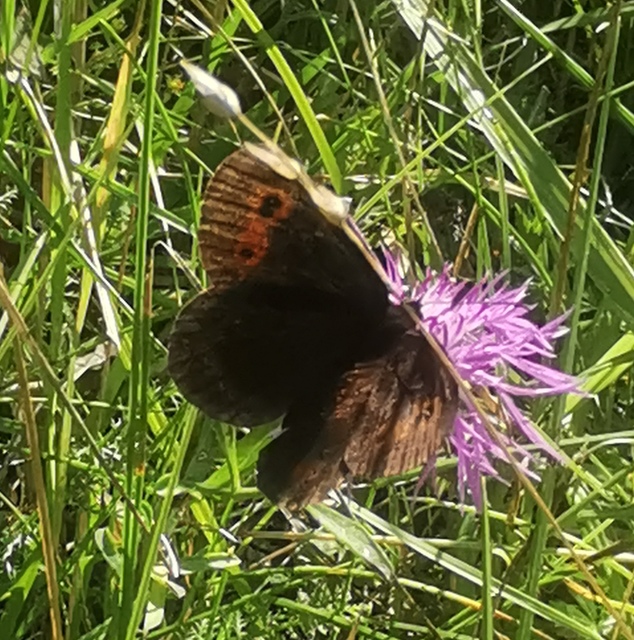 Erebia aethiops - közönséges szerecsenlepke