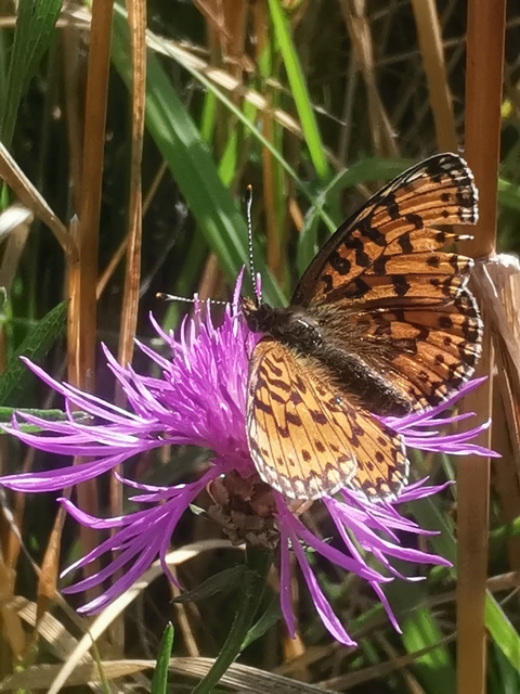 Boloria selene - fakó gyöngyházlepke