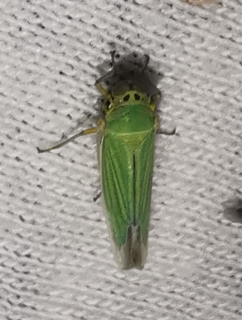 Cicadella viridis - méregzöld kabóca