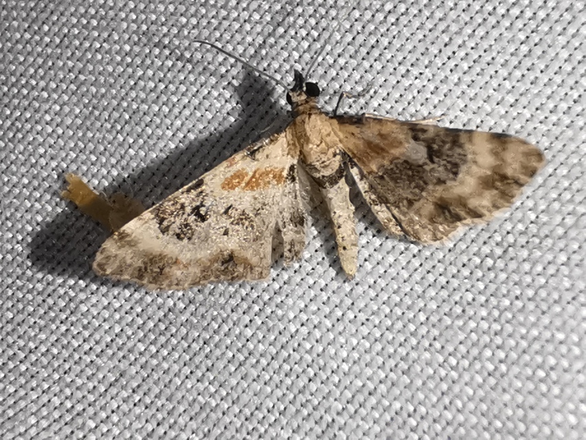 Eupithecia linariata - vonalas törpearaszoló