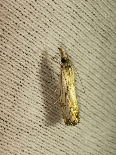 Catoptria falsella - hálós fűgyökérmoly