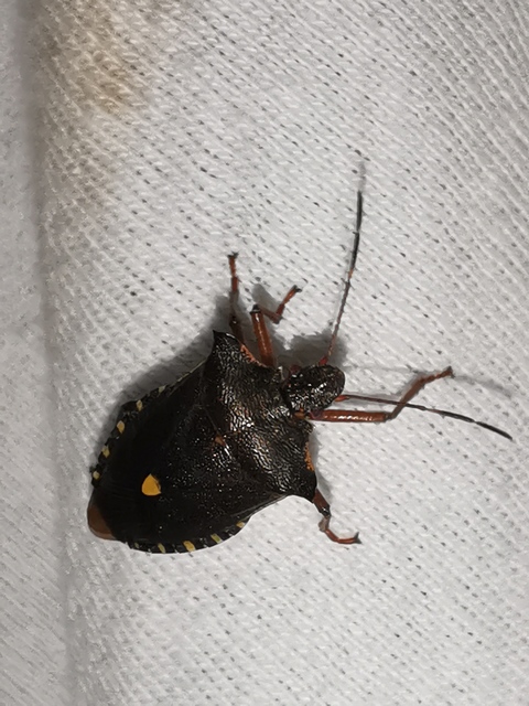 Pentatoma rufipes - vöröslábú címerespoloska Pentatoma rufipes - vöröslábú címerespoloska