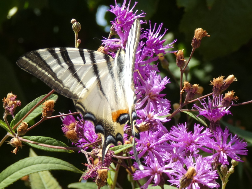Iphiclides podalirius - kardoslepke