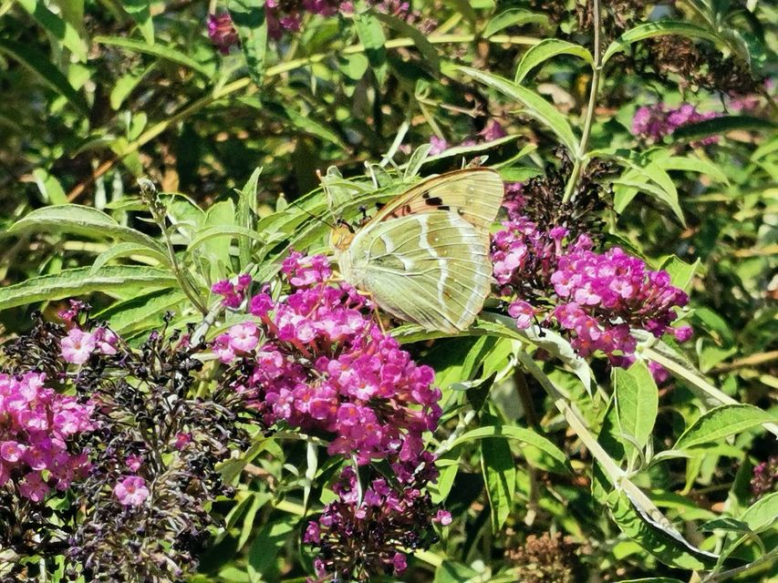 Argynnis pandora - zöldes gyöngyházlepke