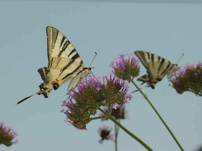 Iphiclides podalirius - kardoslepke