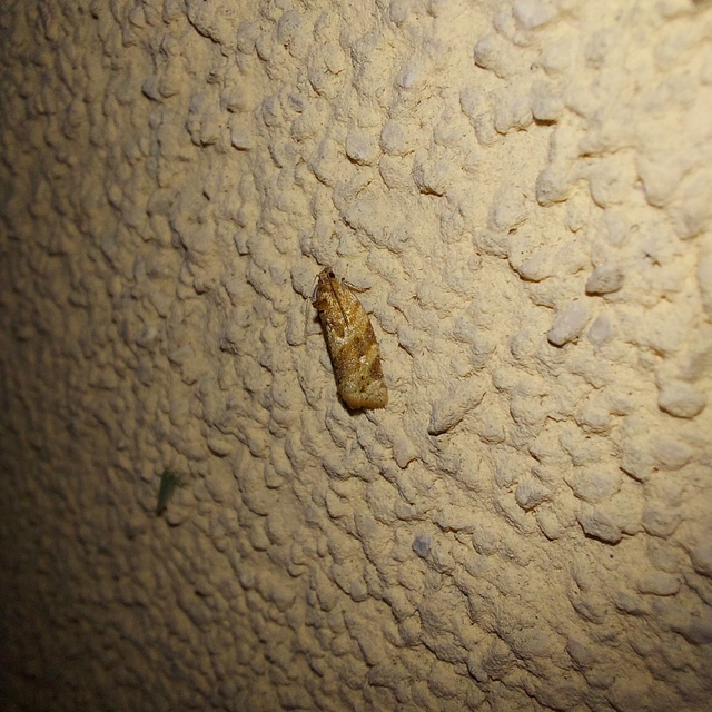 Argyrotaenia ljungiana - ékes sodrómoly