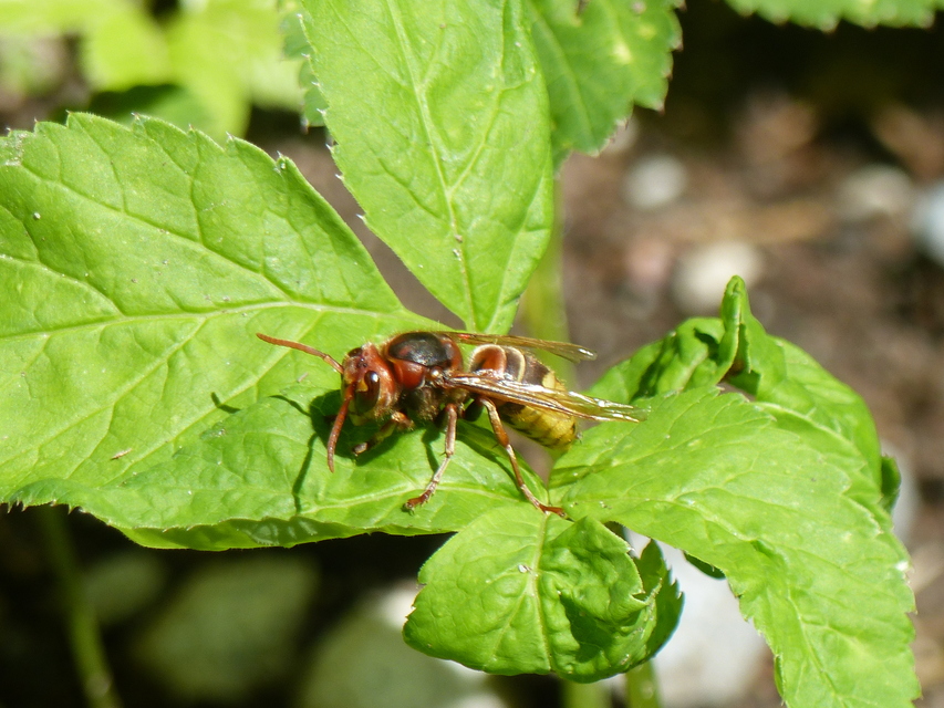 Vespa crabro - lódarázs
