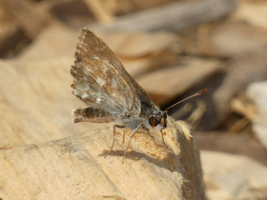Carcharodus alceae - mályva-busalepke