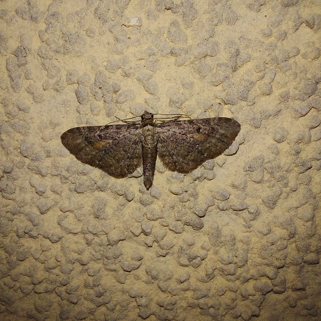Eupithecia icterata - rozsdafoltos törpearaszoló