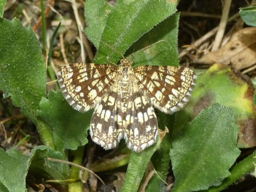 Chiasmia clathrata - rácsos rétiaraszoló