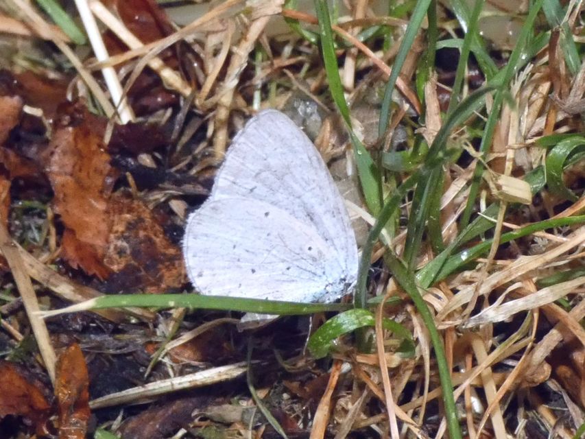Celastrina argiolus - bengeboglárka