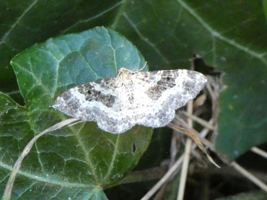 Epirrhoe alternata - galaj-tarkaaraszoló