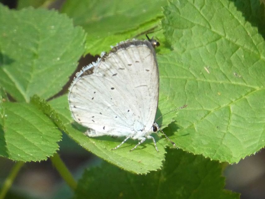 Celastrina argiolus - bengeboglárka