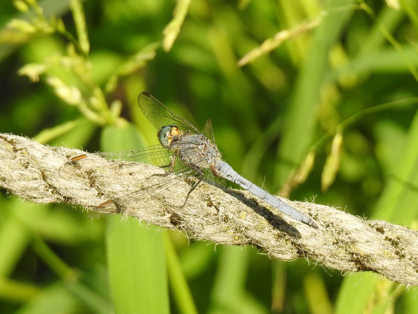 Orthetrum coerulescens - karcsú pásztorszitakötő