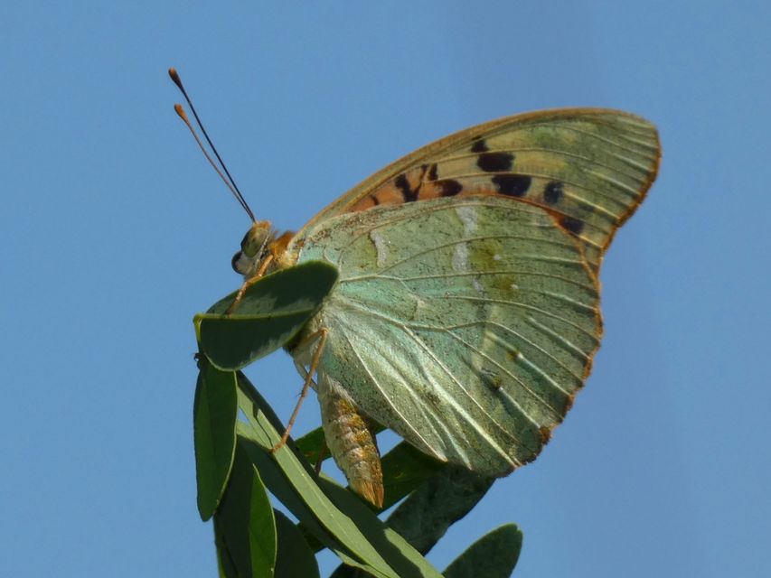 Argynnis pandora - zöldes gyöngyházlepke