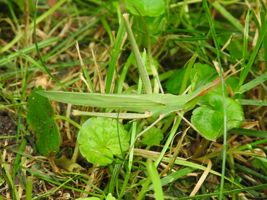 Acrida ungarica - sisakos sáska