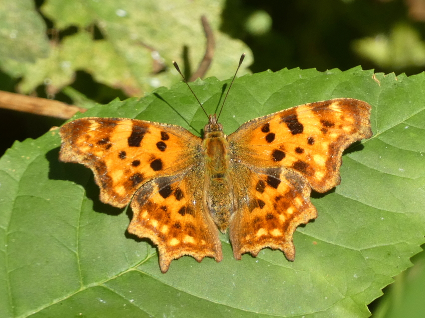 Nymphalis c-album - C-betűs lepke