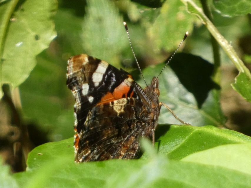 Vanessa atalanta - atalantalepke