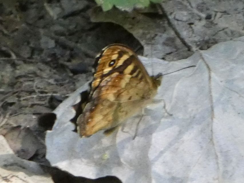 Pararge aegeria tircis - erdei szemeslepke