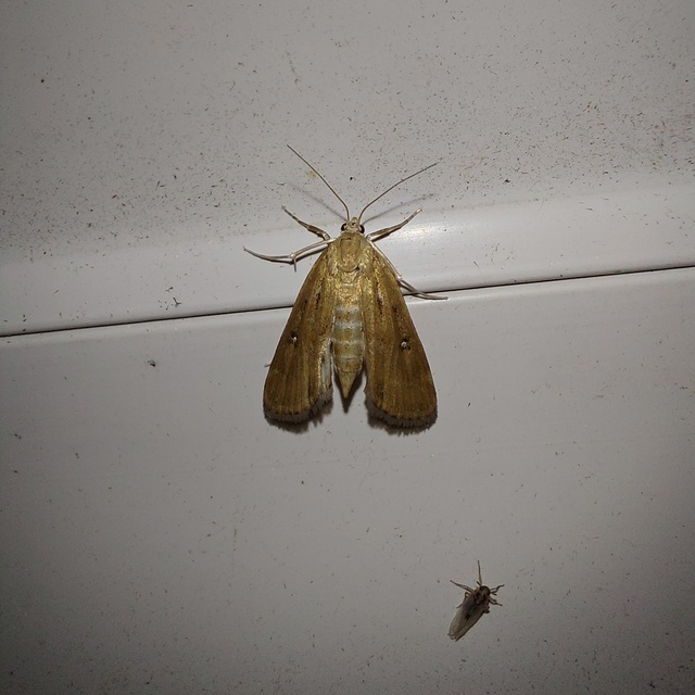 Parapoynx stratiotata - közönséges vízimoly