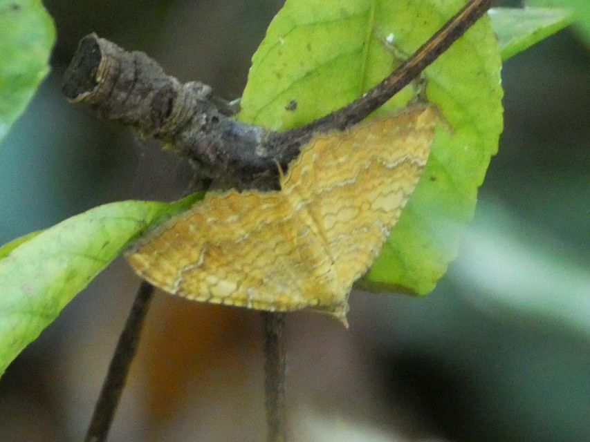 Camptogramma bilineata - kétvonalas sávosaraszoló