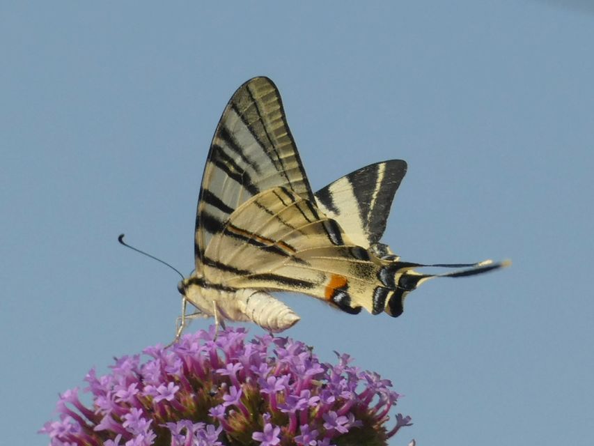 Iphiclides podalirius - kardoslepke