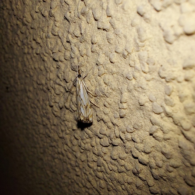 Catoptria falsella - hálós fűgyökérmoly