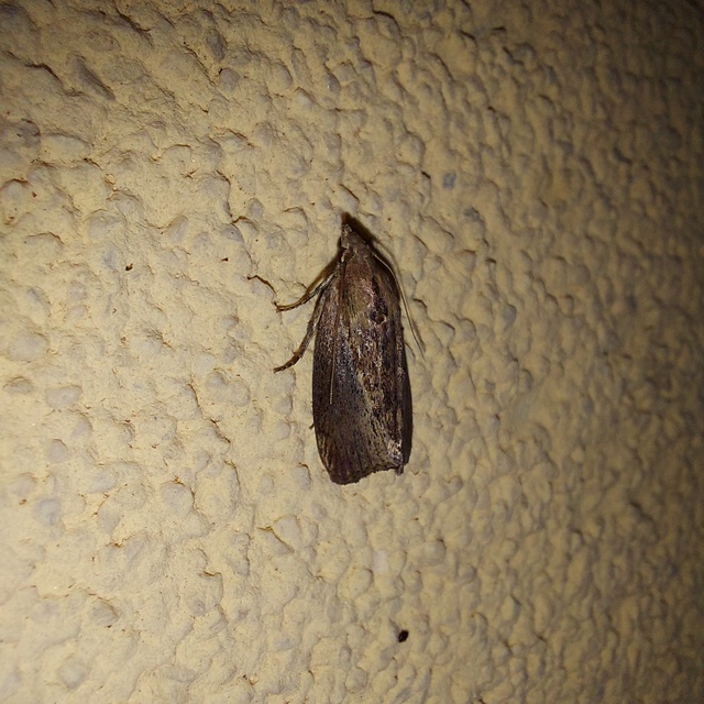 Galleria mellonella - nagy viaszmoly