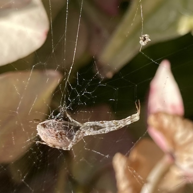 Uloborus walckenaerius - derespók