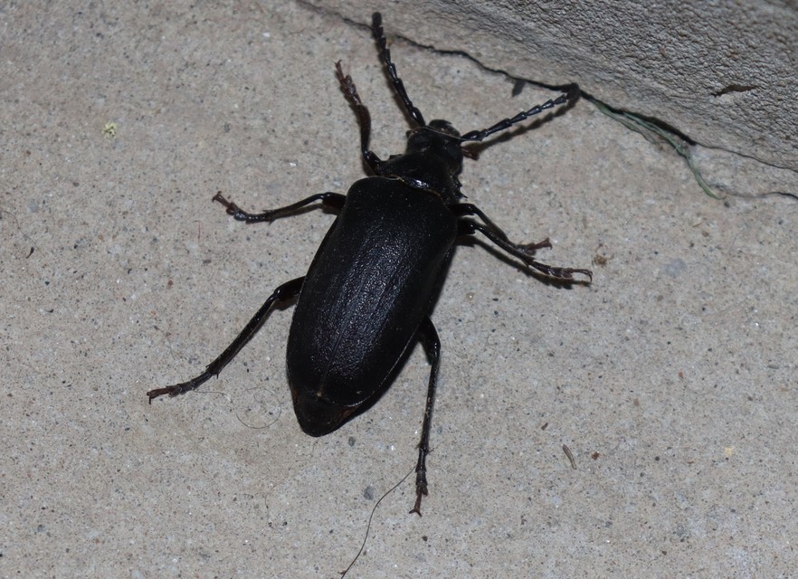 Prionus coriarius - csőszcincér