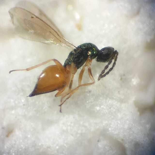 Hemiptarsenus
