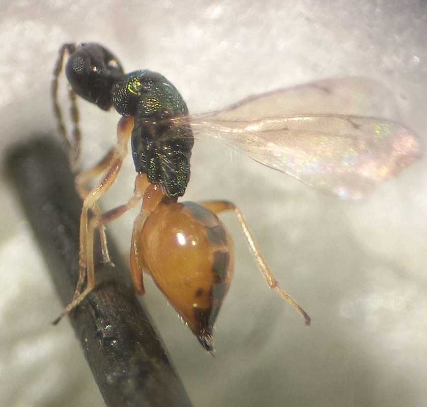 Hemiptarsenus