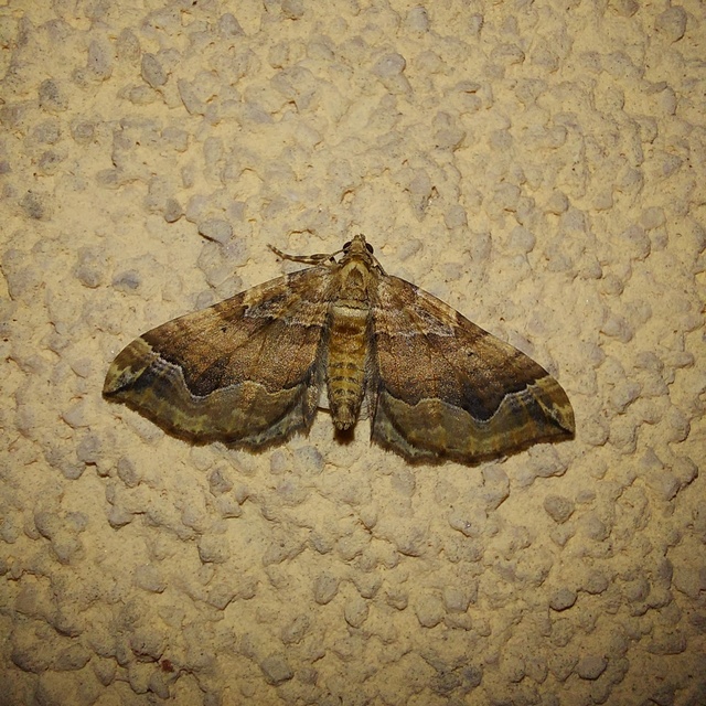 Pelurga comitata - nagy tarkaaraszoló