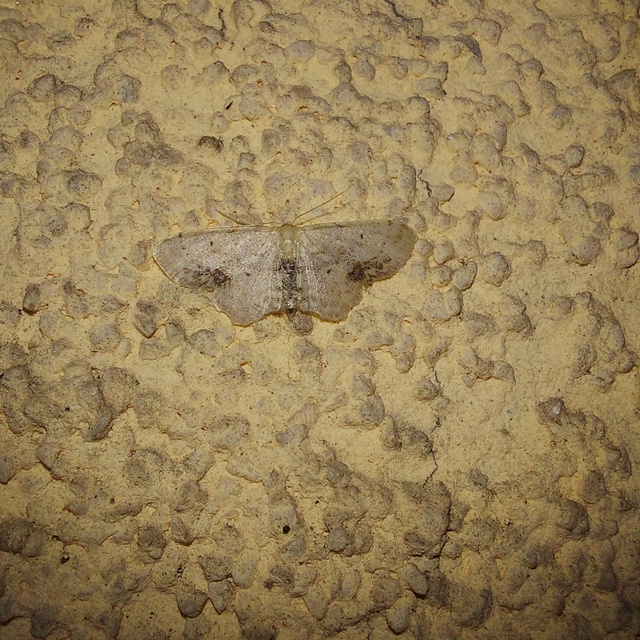 Idaea dimidiata - gyakori apróaraszoló