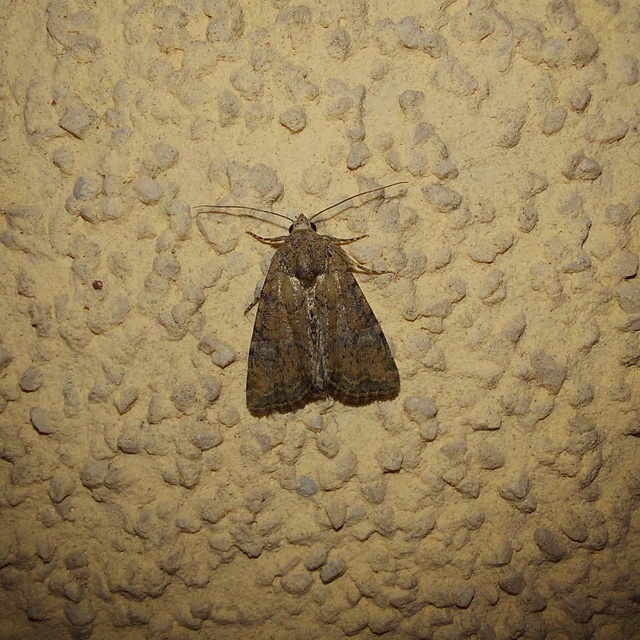 Mesoligia furuncula - kétszínű dudvabagoly