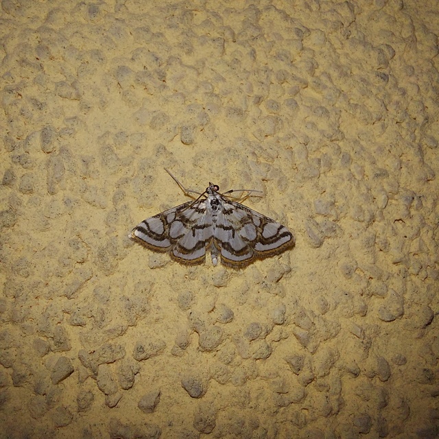 Nymphula nitidulata - díszes vízimoly