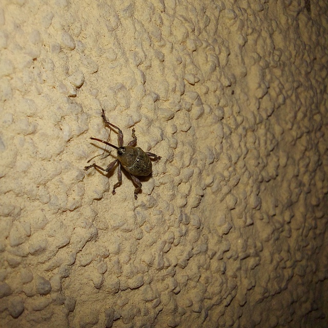 Curculio glandium - tölgymakkzsuzsóka