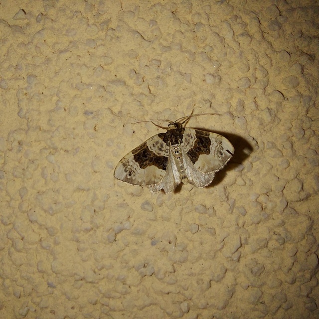 Cosmorhoe ocellata - szemes galajaraszoló