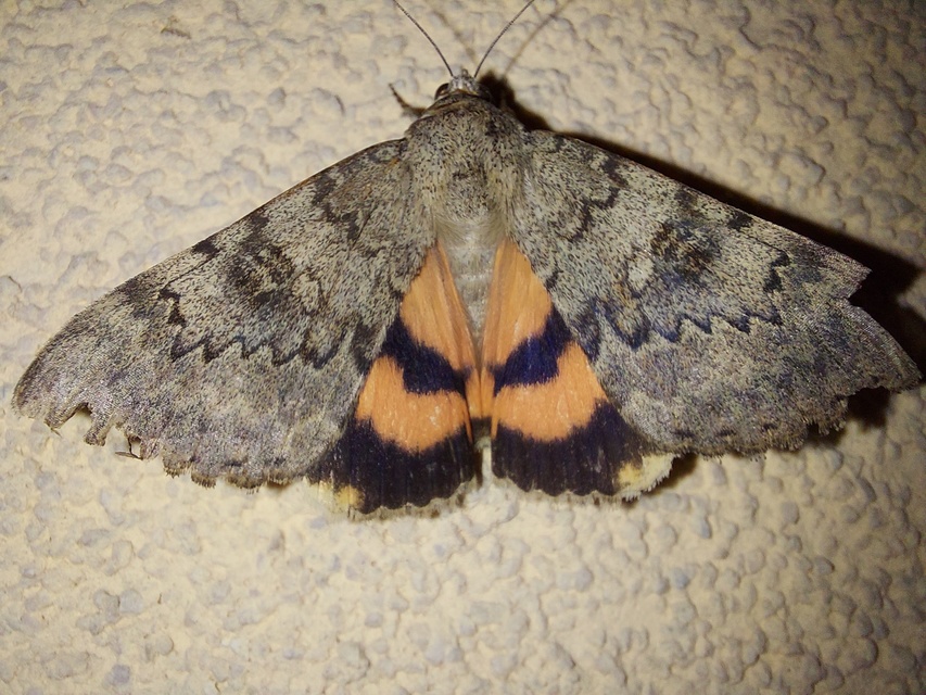 Catocala puerpera - nyárfa-övesbagoly
