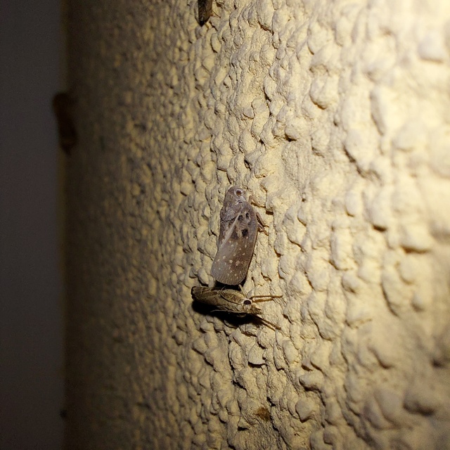 Metcalfa pruinosa - amerikai lepkekabóca