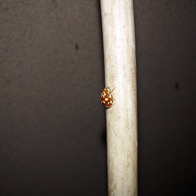 Myrrha octodecimguttata - tizennyolccseppes füsskata