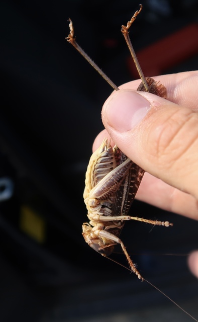 Decticus albifrons