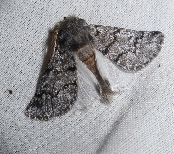 Thaumetopoea pityocampa