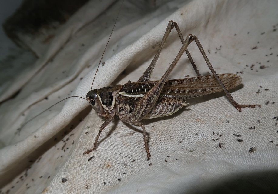 Decticus albifrons