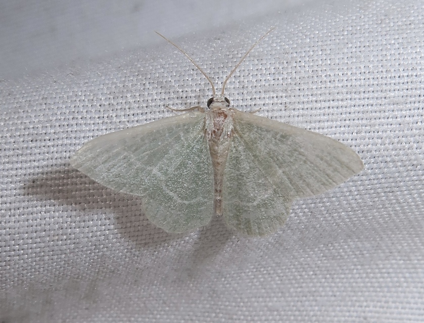 Phaiogramma etruscaria - fehérpettyes zöldaraszoló