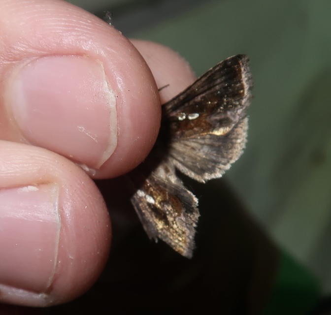 Chrysodeixis chalcites - déli aranybagoly