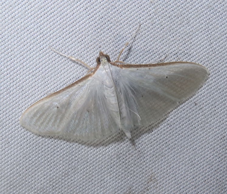 Palpita vitrealis - hófehér tűzmoly